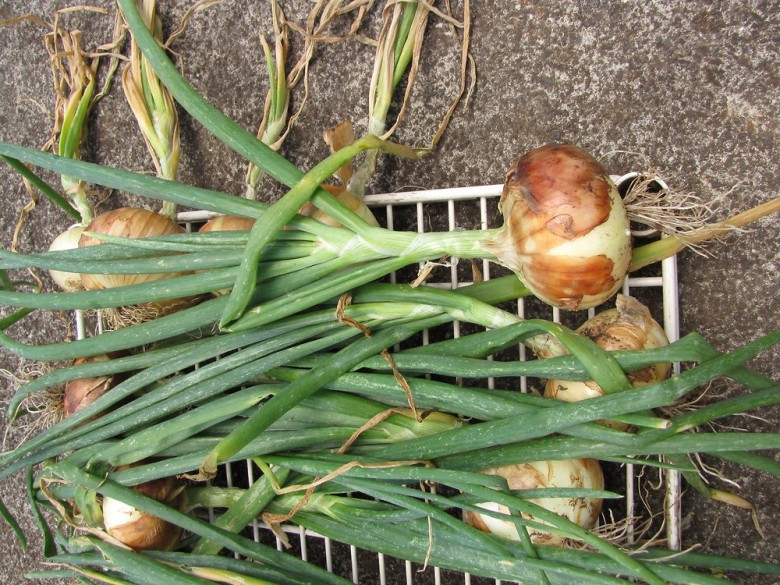 Cây Hành tây - Allium cepa L., thuộc họ Hành - Alliaceae.
