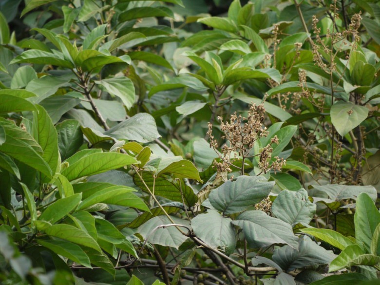 Cây Huyết rồng hoa nhỏ, Dây kim luông - Spatholobus parviflorus (Roxb.) Kuntze (S. roxburghii Benth., Butea parviflora Roxb,). thuộc họ Đậu - Fabaceae.
