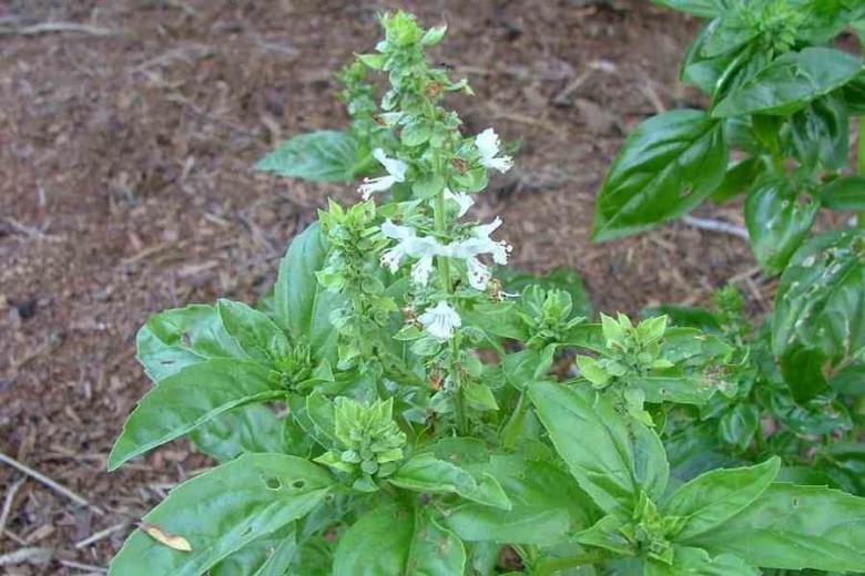 Cây Húng giổi, Húng quế hay É trắng - Ocimum basilicum L. thuộc họ Hoa môi - Lamiaceae.