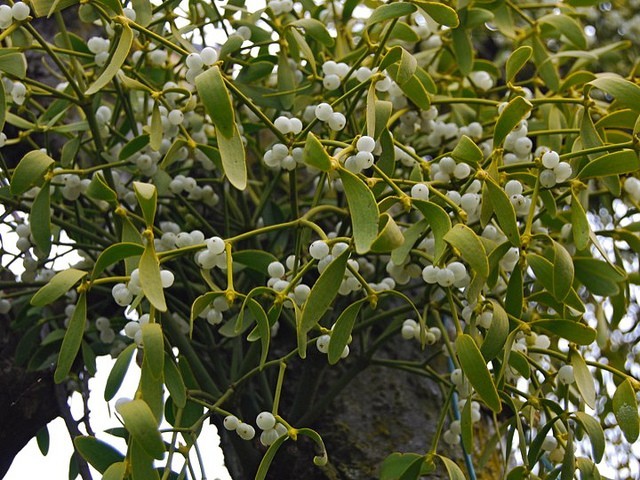 Cây Ghi trắng - Viscum album L., thuộc họ Ghi - Viscaceae.