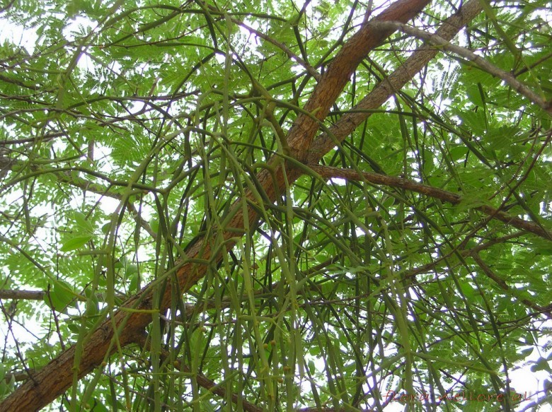 Cây Ghi có đốt, Tầm gửi dẹt - Viscum articulatum Burm. f., thuộc họ Ghi - Viscaceae.