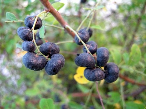 Cây Phèn đen - Phyllanthus reticulatus Poir., thuộc họ Thầu dầu - Euphorbiaceae.