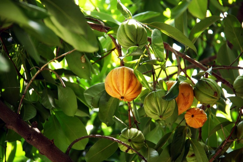Cây Tai chua - Garcinia cowa Roxb., thuộc họ Măng cụt - Clusiaceae.