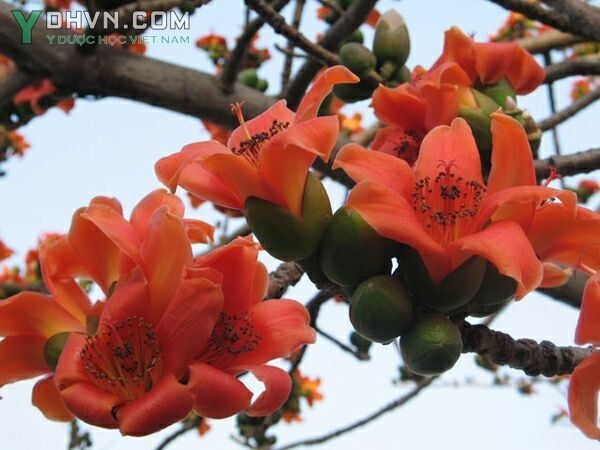 Cây Gạo - Bombax ceiba L. (B. malabaricum DC.), thuộc họ Gạo - Bombacaceae.