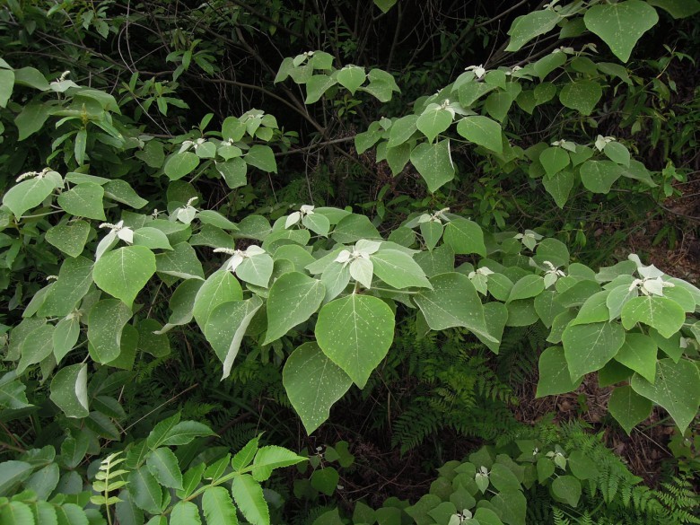 Hình ảnh cây Bùm bụp, Bùng bục, Ba bét trắng, Cây ruông - Mallotus apelta (Lour.) Muell