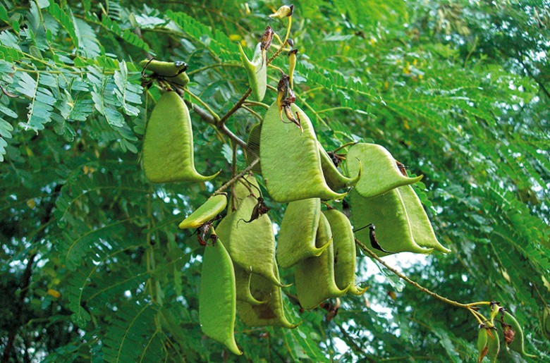 Hình ảnh cây Vang, Tô mộc - Caesalpinia sappan L
