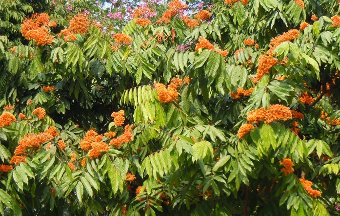 Hình ảnh cây Vàng anh, Mép mé, là mà - Saraca dives Pierre