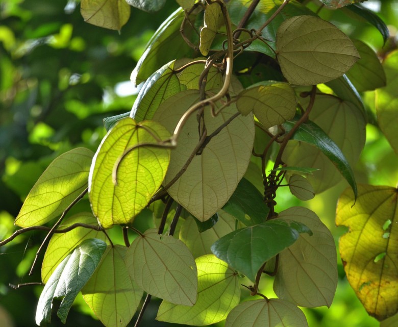 Hình ảnh cây Vàng đắng, Loong t'rơn, Kơ trơng - Coscinium fenestratum