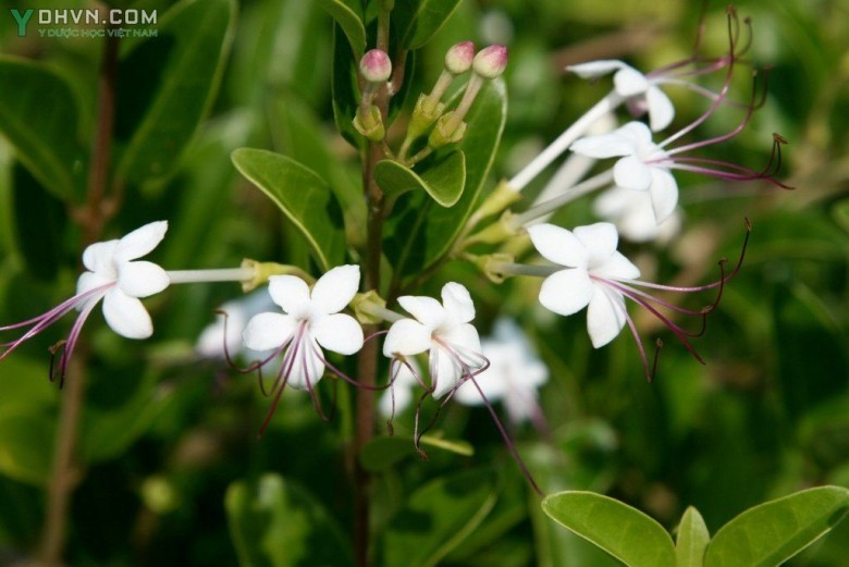 Cây Vạng hôi, Chùm gọng, Ngọc nữ biển - Clerodendrum inerme (L.) Gaertn., thuộc họ Cỏ roi ngựa - Verbenaceae.