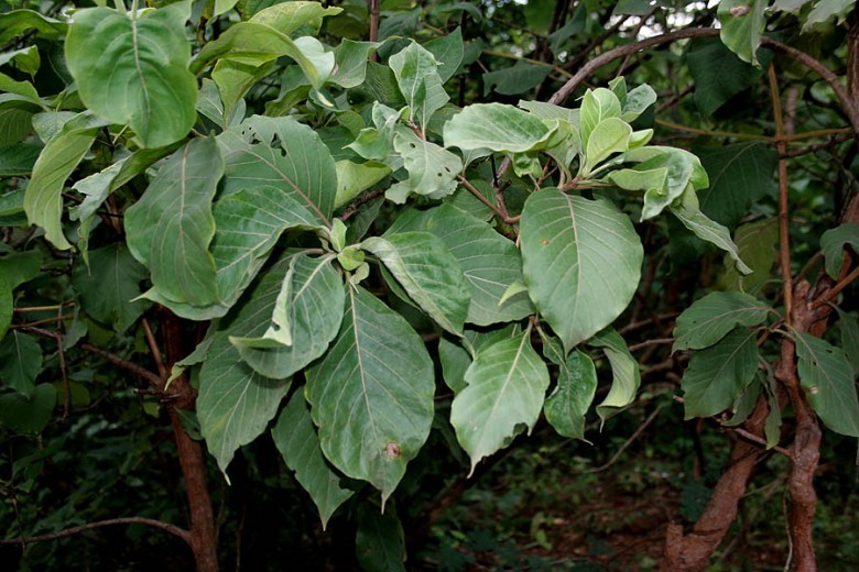 Hình ảnh cây Vỏ dụt, Cây tai nghé, Bàn nước, Nam mộc hương - Hymenodictyon excelsum