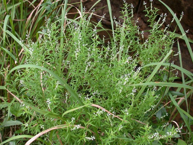 Hình ảnh cây Viễn chí lá nhỏ, Cây dầu nóng - Polygala paniculata L., thuộc họ Viễn chí - Polygalaceae.