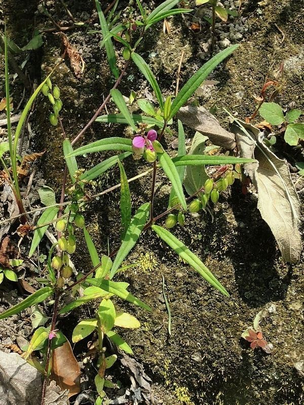 Hình ảnh  Viễn chí lá liễu  Cây, Cành lá; Cụm hoa; Hoa; Quả