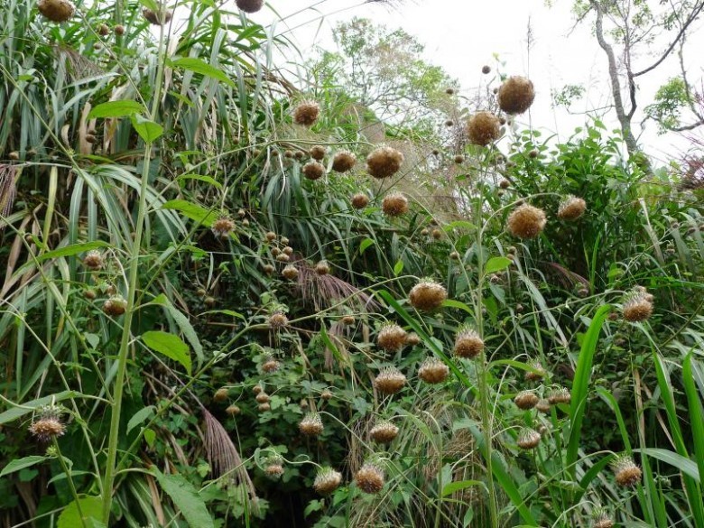 Hình ảnh cây Uy linh tiên lá lông, Phong mao cúc lá ba góc - Saussurea deltoidea