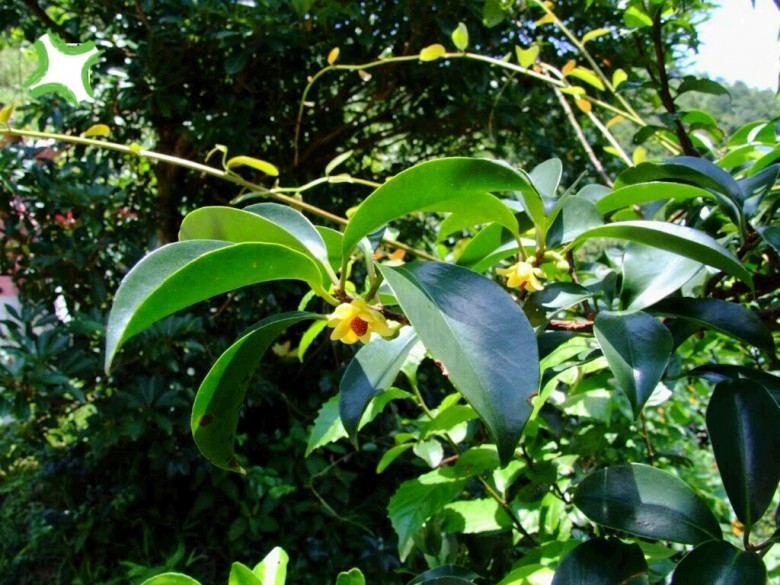 Hình ảnh cây Nắm cơm