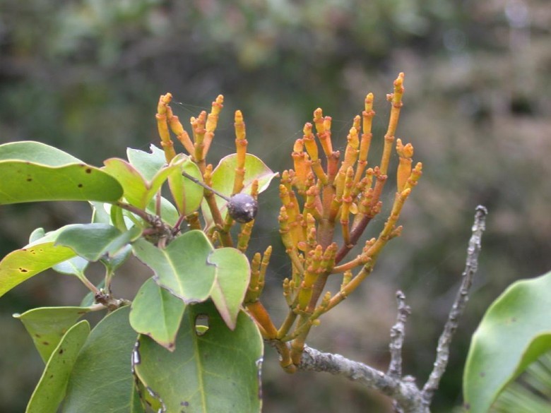 Hình ảnh cây Tầm gửi cây dẻ - Korthalsella japonica