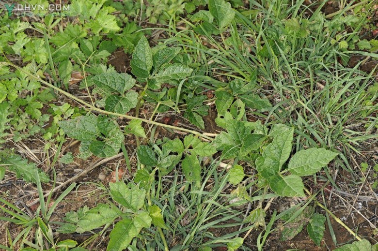 Hình ảnh cây Bạch liễm - Ampelopsis japonica