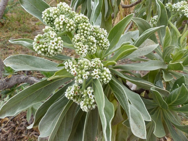 Hình ảnh lá và hoa cây Bạc biển - Argusia argentea