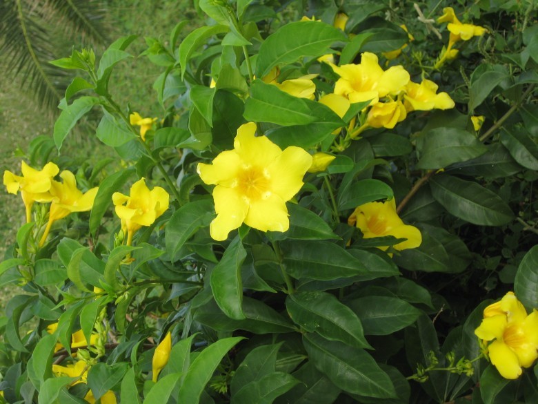 Hình ảnh hoa, lá cây Bông vàng