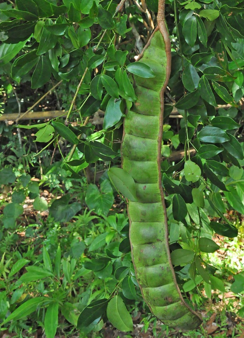 Hình ảnh lá, quả cây Bàm bàm