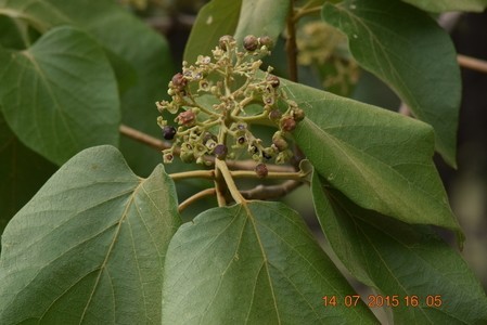 Hình ảnh lá và Cụm hoa cây Cách lông mềm