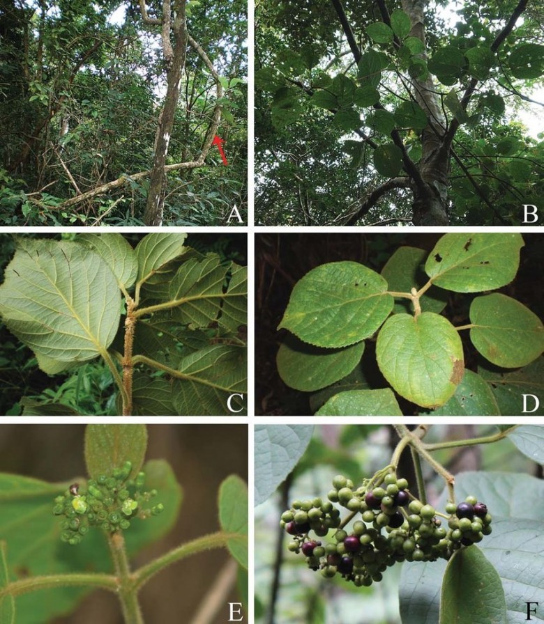 Hình ảnh mô tả các bộ phận cây Cách lông vàng