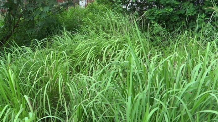 Hình ảnh bụi cây Cỏ tranh