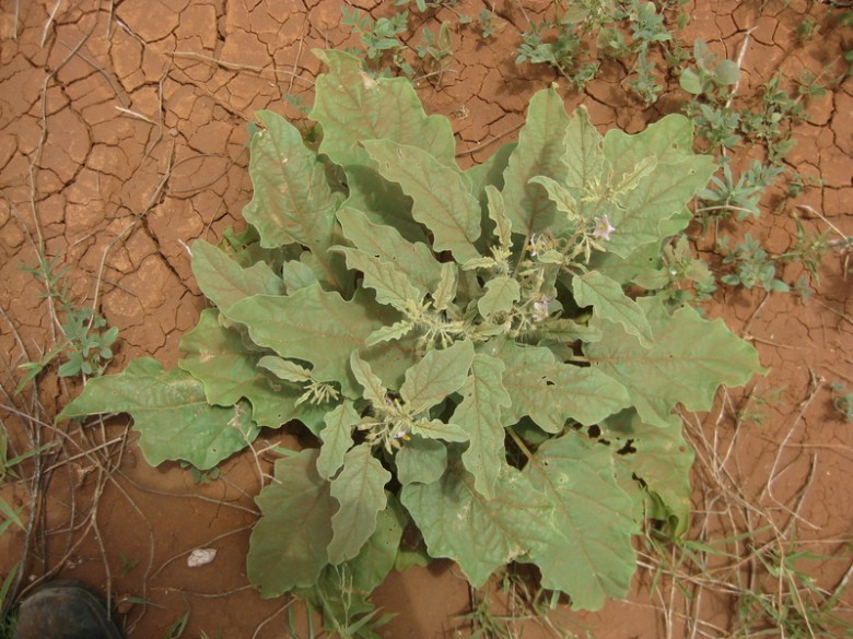 Hình ảnh cây Cà gai