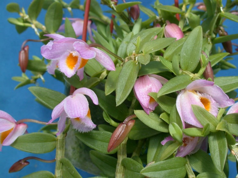 Hình ảnh cây Thạch hộc duyên dáng