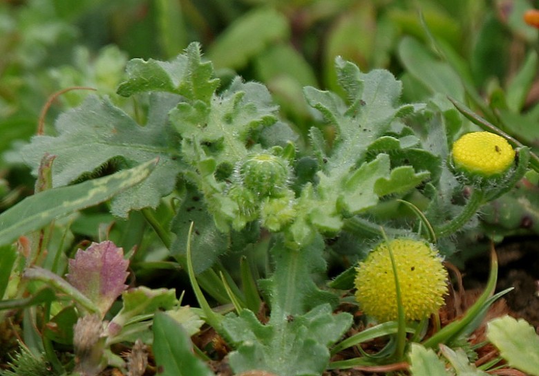 Hình ảnh cây Cải đồng