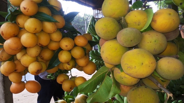 Hình ảnh quả cây Guồi