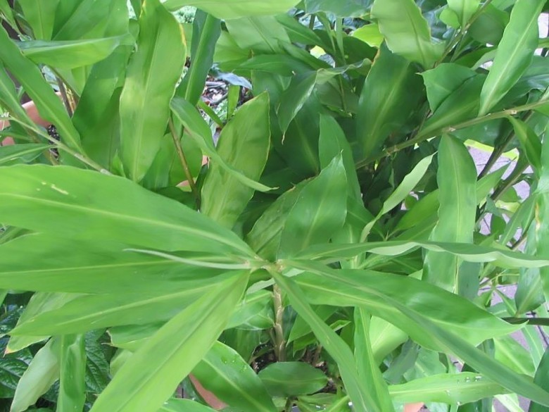 Hình ảnh cây Gừng gió