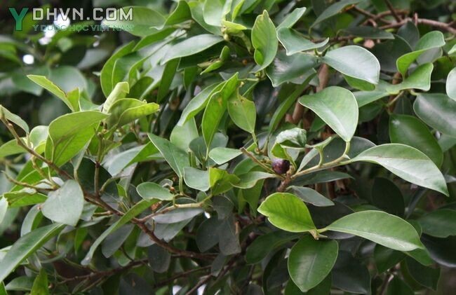 Hình ảnh Cây Gừa, Si quả nhỏ - Ficus microcarpa L.f. thuộc họ Dâu tằm - Moraceae.