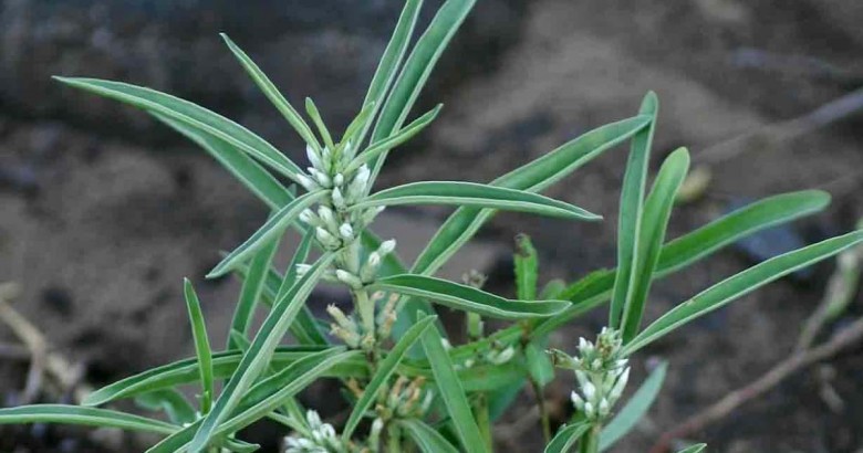 Hình ảnh cây Sam hoa nách