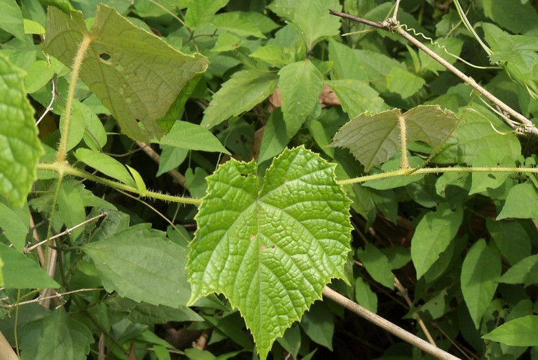 Hình ảnh thân và lá cây Sâm hồng hay Nho rừng