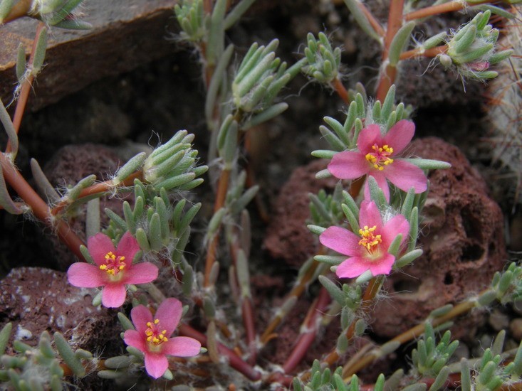 Hình ảnh cây Sam lông