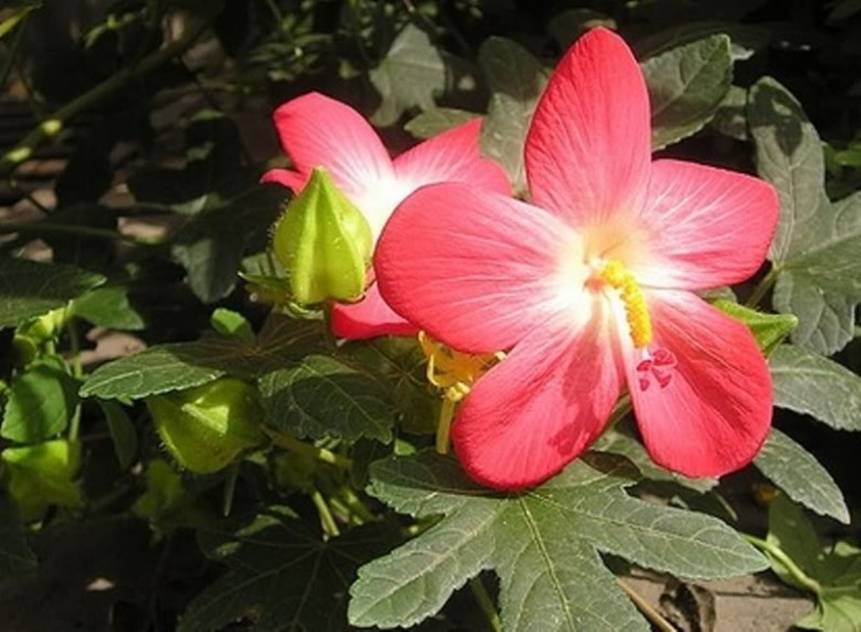 Hình ảnh hoa cây sâm bố chính