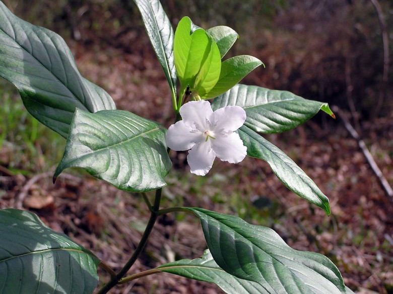 Hình ảnh hoa, cây Nụ đinh