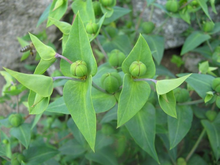 Hình ảnh một số bộ phận của cây Tục tuỳ