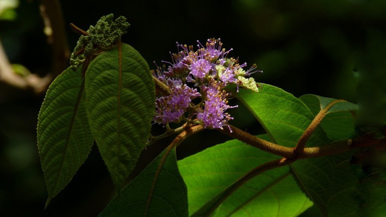 Hình ảnh lá, hoa cây Tử châu lá to