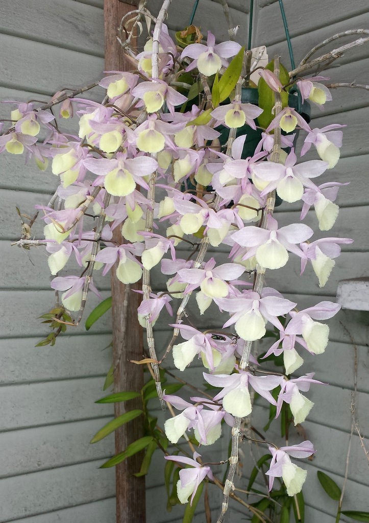 Hình ảnh hoa, cây Thạch hộc không lá