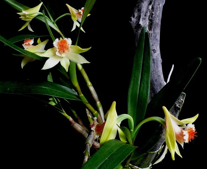 Hình ảnh mô tả cây Thạch hộc lông đen