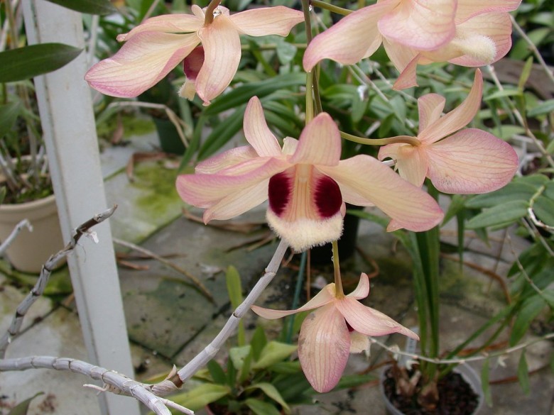 Hình ảnh cây Thạch hộc lộng lẫy