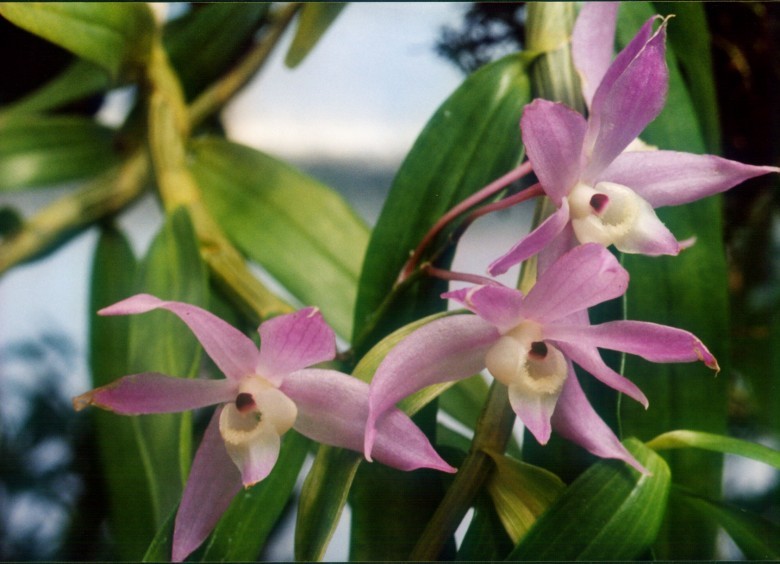 Hình ảnh mô tả cây Thạch hộc môi móc