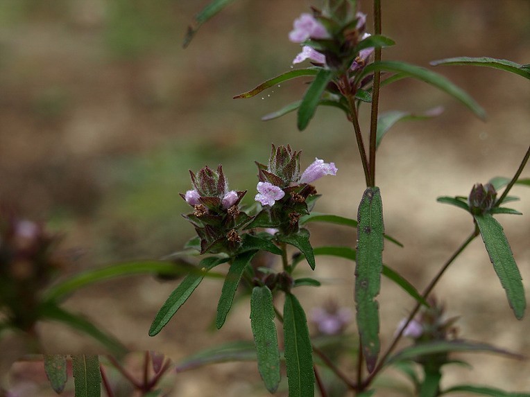 Hình ảnh cây Thạch hương nhu