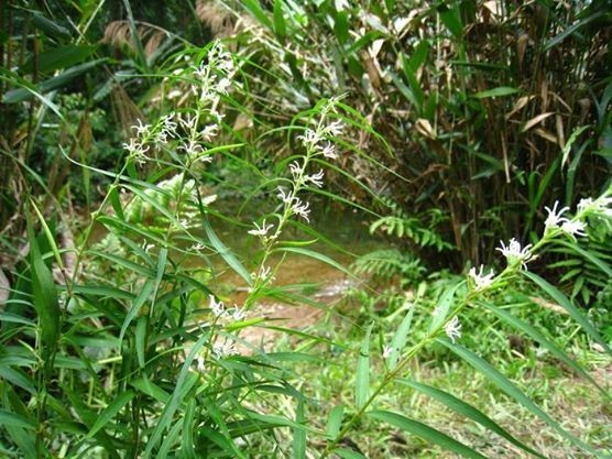 Hình ảnh cây Thạch la ma