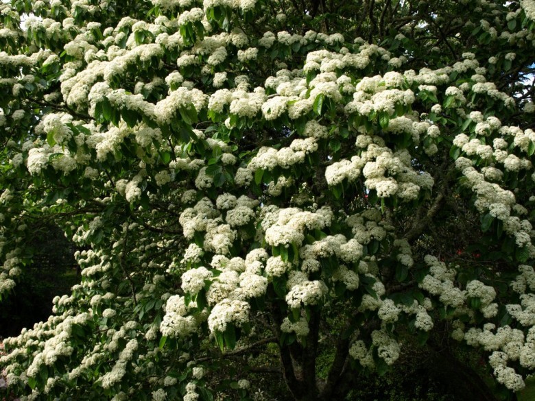 Hình ảnh cây Thạch nam Trung Quốc