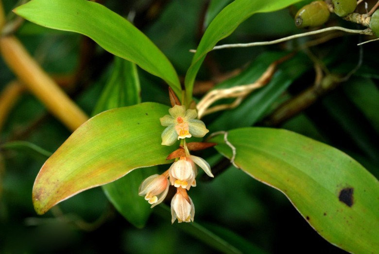 Hình ảnh cây Thạch tiên đào thân đốt