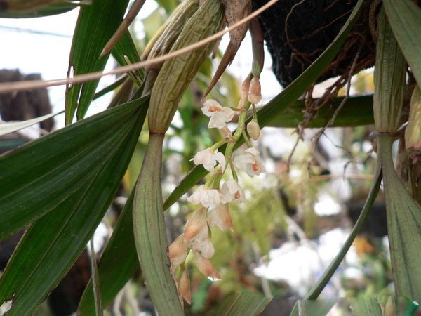 Hình ảnh cây dược liệu Thạch tiên đào Vân Nam