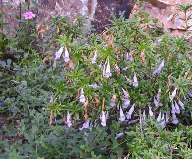 Hình ảnh cây Thạch trạch lan