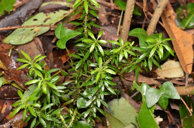 Hình ảnh cây Thạch tùng răng